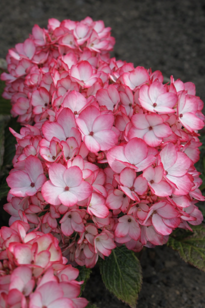 Гортензія широколиста Мірай|Hydrangea macrophylla Mirai|Гортензия крупнолистная Мирай